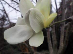 Magnolia campbellii