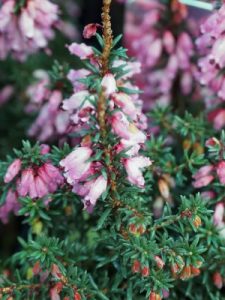 Erica erigena ‘Irish Dusk’