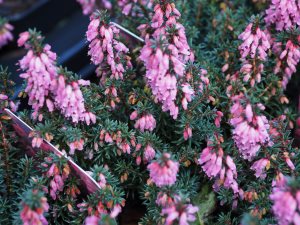 Erica erigena ‘Irish Dusk’