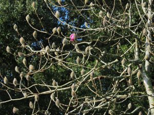 Magnolia ‘Lanarth'
