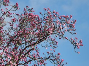 record Magnolia campbellii
