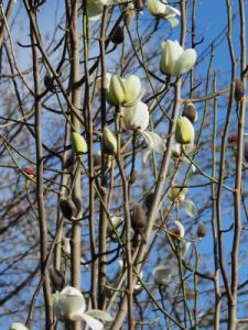 yellow flowered Magnolia campbellii