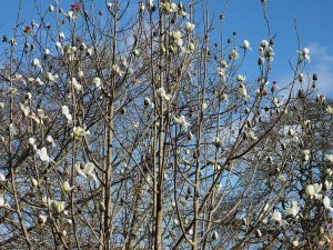 yellow flowered Magnolia campbellii