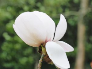 Magnolia campbellii ‘Ethel Hillier’