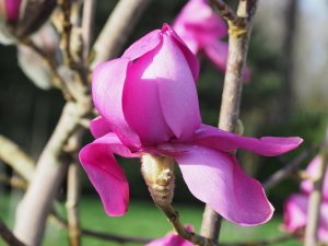 Magnolia mollocomata ‘Werrington’