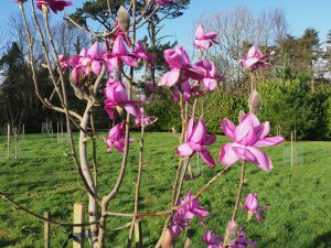 Magnolia mollocomata ‘Werrington’
