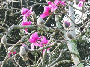 Magnolia campbellii subsp. mollicomata ‘Lanarth’