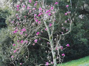 Magnolia campbellii subsp. mollicomata ‘Lanarth’