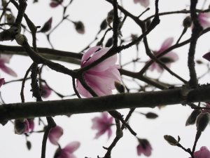 Magnolia sargentiana robusta x sprengeri ‘Diva’