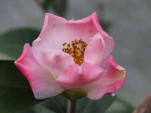 Camellia x williamsii ‘Hiraethylin’