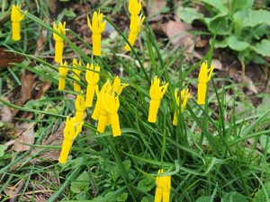 Narcissus cyclamineus