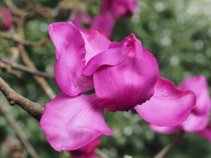 Magnolia campbellii subsp. mollicomata ‘Lanarth’