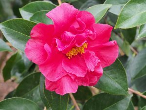 Camellia reticulata ‘William Hertrich’