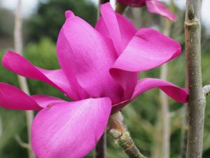 Magnolia campbellii ‘Betty Jessel’