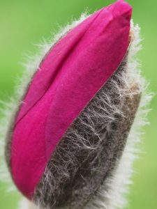 Magnolia campbellii ‘Betty Jessel’