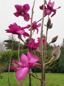 Magnolia campbellii ‘Betty Jessel’