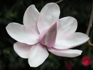 Magnolia campbellii ‘Alba’ seedling