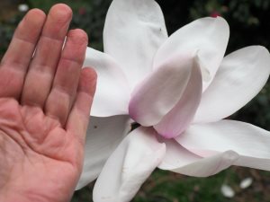 Magnolia campbellii ‘Alba’ seedling
