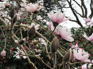 Magnolia campbellii ‘Alba’ seedling