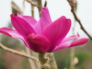Magnolia campbellii ‘Elizabeth Holman’