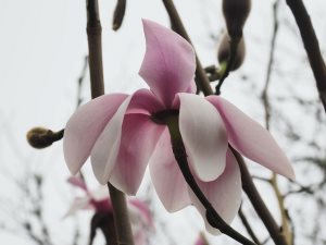 young bought in grafted plant labelled ‘Alba’