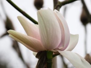 Magnolia campbellii ‘Sir Harold Hillier’
