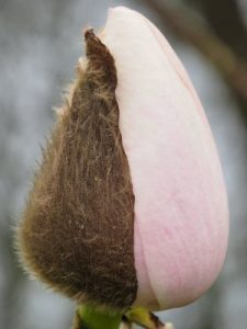 Magnolia campbellii ‘Sir Harold Hillier’
