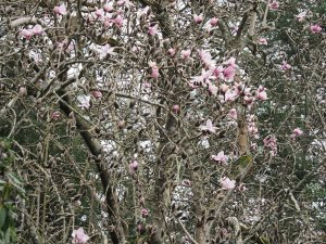 Magnolia campbellii ‘Alba’ seedling