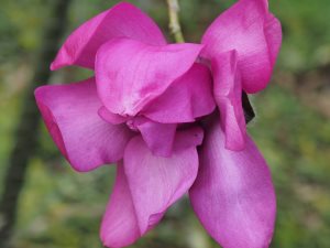 Magnolia campbellii ‘Betty Jessel’