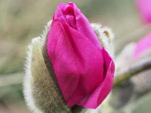 Magnolia campbellii ‘Betty Jessel’