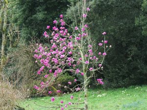 Magnolia campbellii subsp. mollicomata ‘Lanarth’