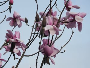 Magnolia ‘Mossman’s Giant’