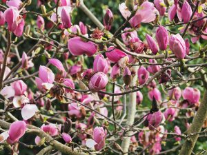 Magnolia ‘Todd’s Forty Niner’