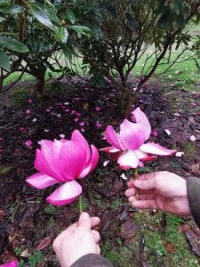 Magnolia ‘F J Williams’ x Magnolia campbellii and "Betty Jessel"