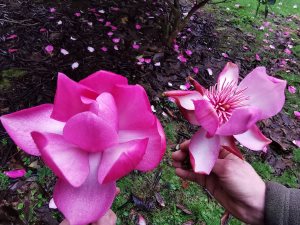 Magnolia ‘F J Williams’ x Magnolia campbellii and "Betty Jessel"