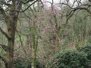 Magnolia campbellii