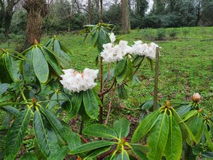 Rhododendron gratum
