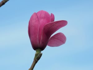 Magnolia ‘Westonbirt’