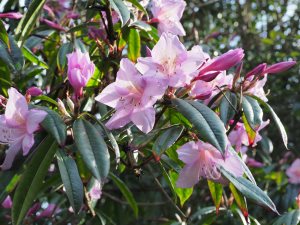 Rhododendron moulmainense