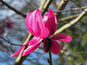 Magnolia campbellii ‘Darjeeling’