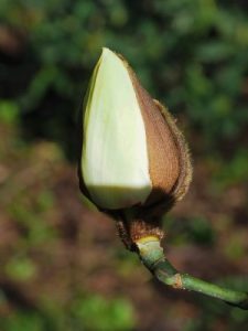 yellow form of Magnolia campbellii ‘Alba’