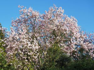 Magnolia campbellii ‘Alba’ seedling