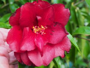 Camellia ‘Black Magic’