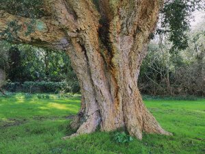 Quercus suber