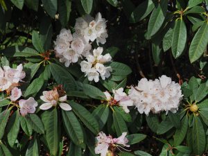 rhododendron beside the road at the bottom of the hill in Grampound