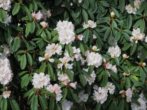 rhododendron beside the road at the bottom of the hill in Grampound