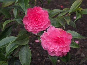 Camellia reticulata ‘Valentine Day’