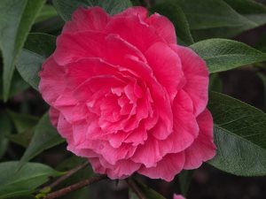 Camellia reticulata ‘Valentine Day’