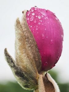 Magnolia ‘Vulcan’ x Magnolia ‘Black Tulip’