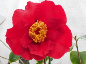Camellia reticulata ‘Red Crystal’